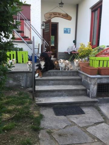 באוונו B&B Il Tempo Del Sogno Con Cani E Gatti Pet&Breakfast מראה חיצוני תמונה