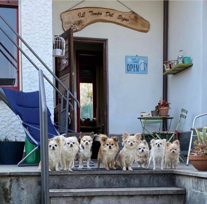 באוונו B&B Il Tempo Del Sogno Con Cani E Gatti Pet&Breakfast מראה חיצוני תמונה